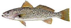 weakfish